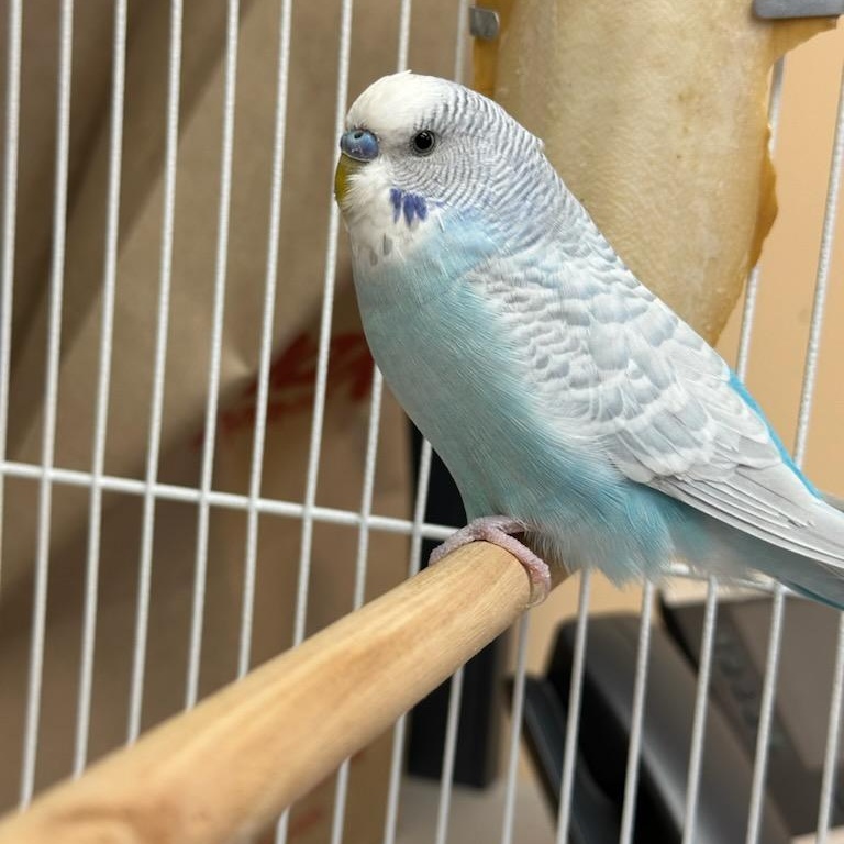 Stevie, an adopted Parakeet (Other) in Warwick, RI image 2/3