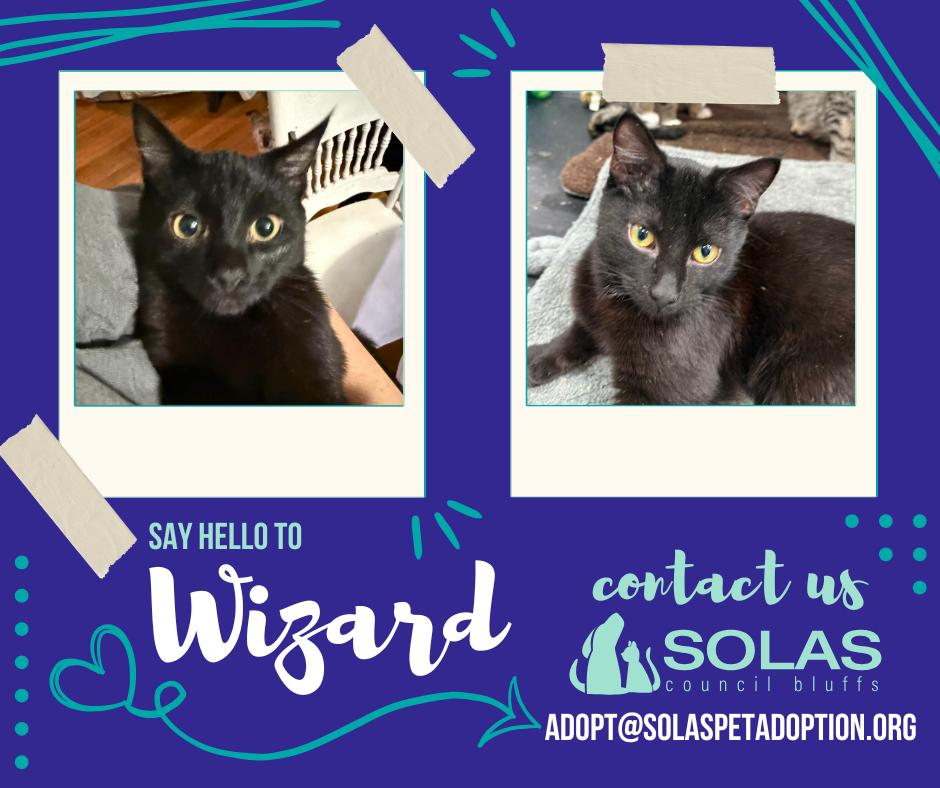 Wizard  --  (jm), Adoptable, Kitten Male Domestic Short Hair.