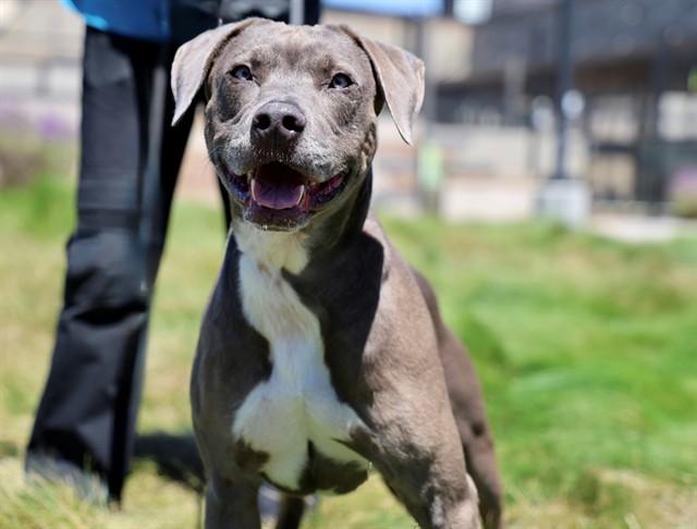 NINO, Adoptable, Adult Male Weimaraner.