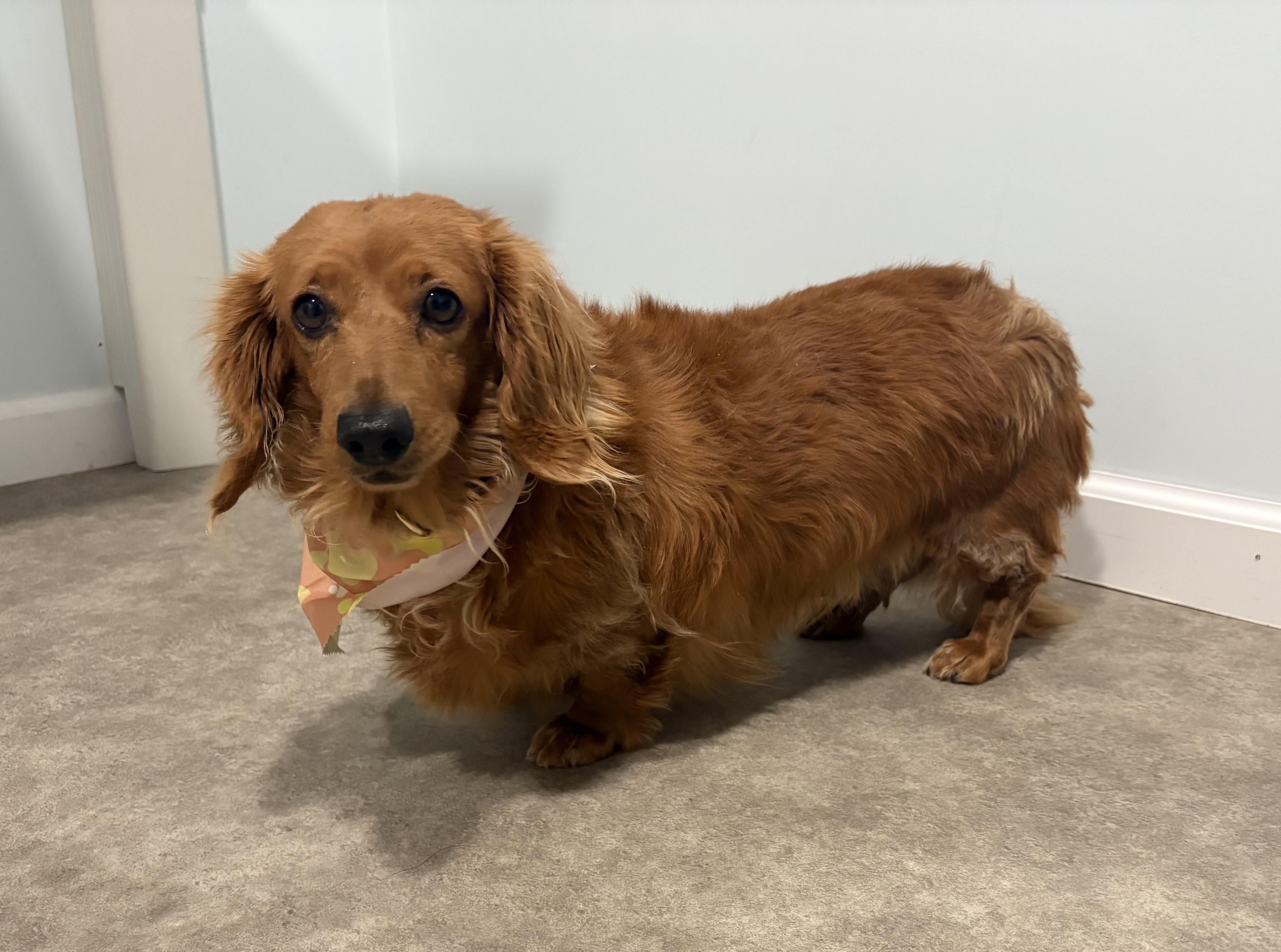 Enlarge Joy, an adopted Dachshund (Miniature Long Haired) in Grant, NE image 4/4