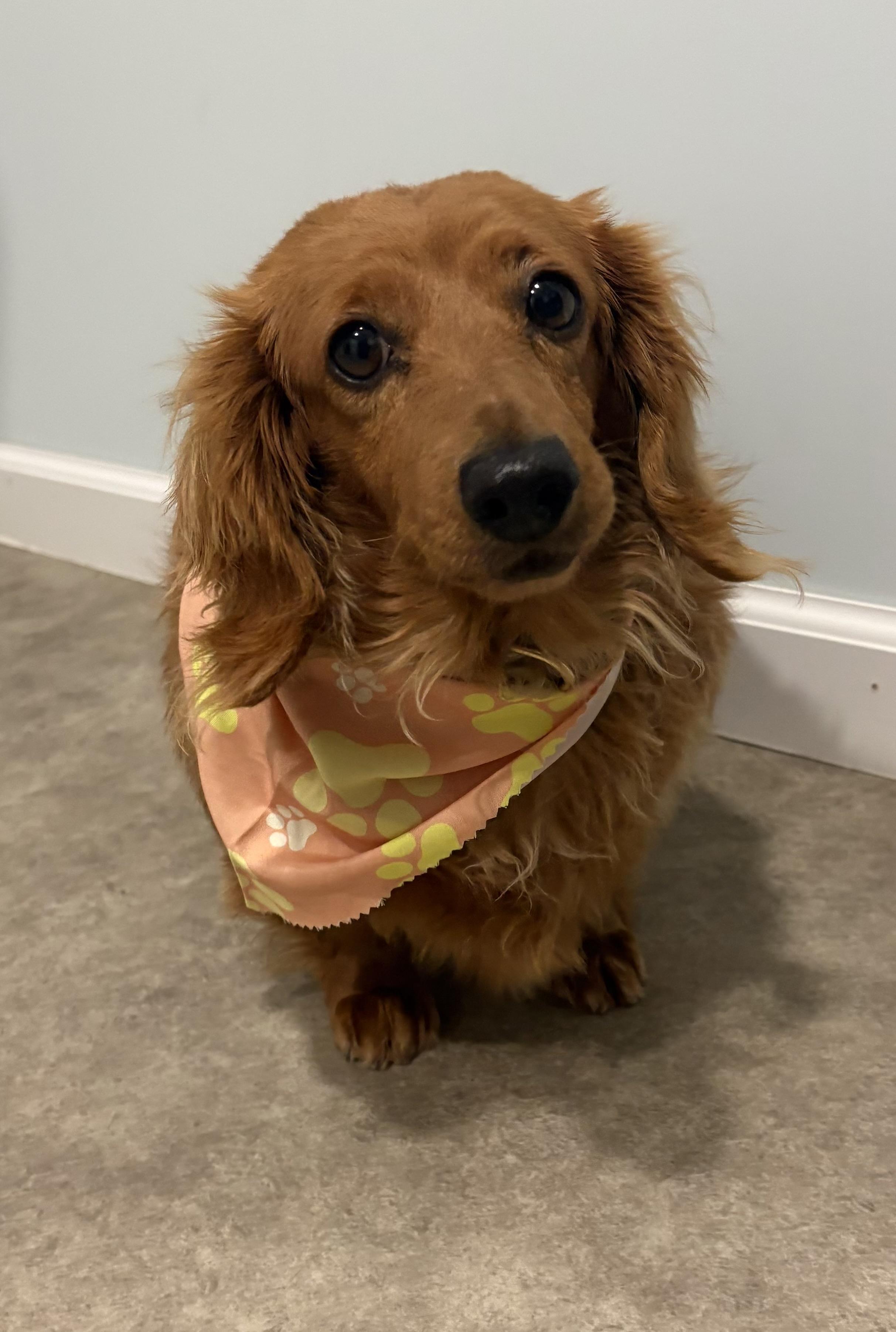 Enlarge Joy, an adopted Dachshund (Miniature Long Haired) in Grant, NE image 3/4