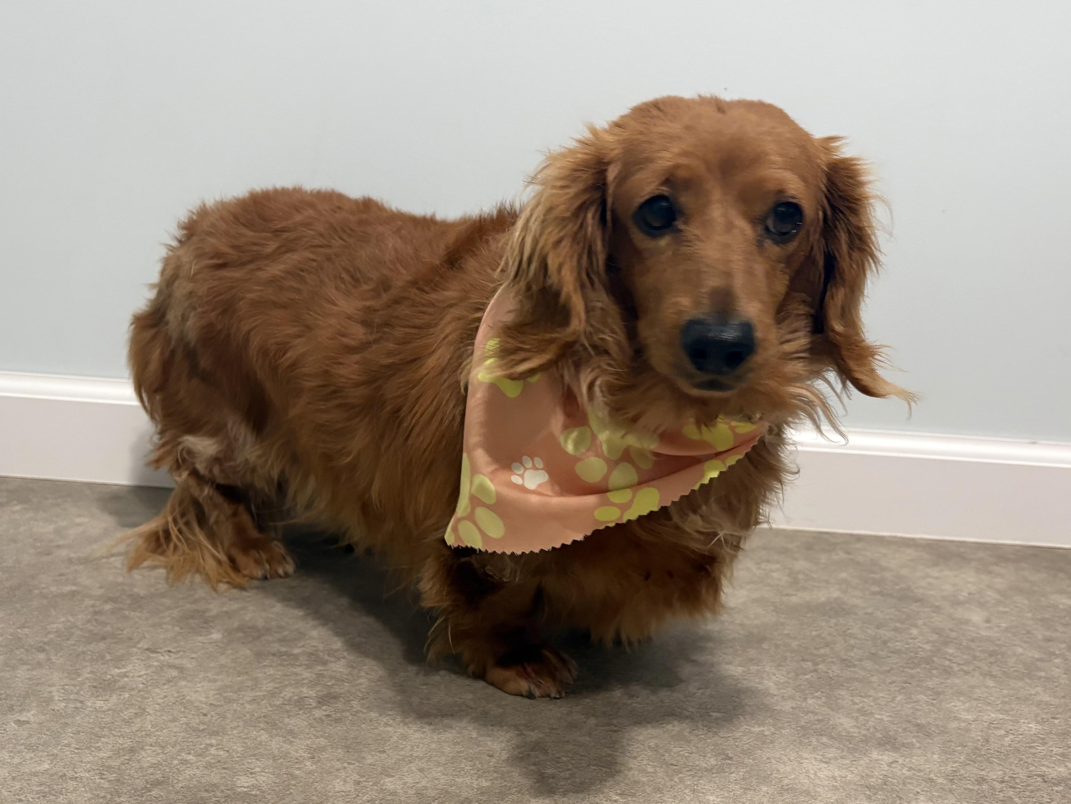 Enlarge Joy, an adopted Dachshund (Miniature Long Haired) in Grant, NE image 2/4