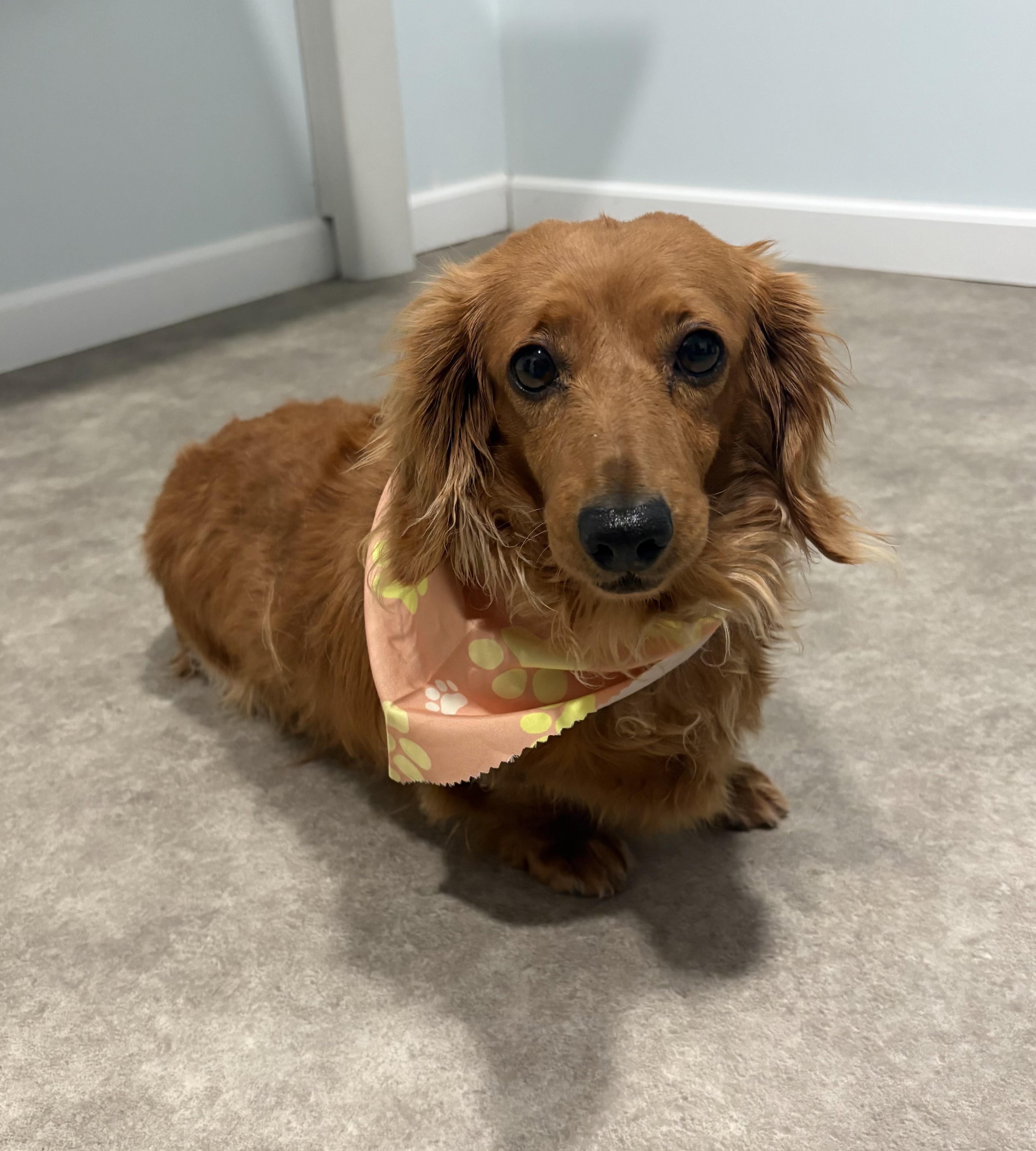 Joy, adopted, Adult Female Dachshund (Miniature Long Haired).