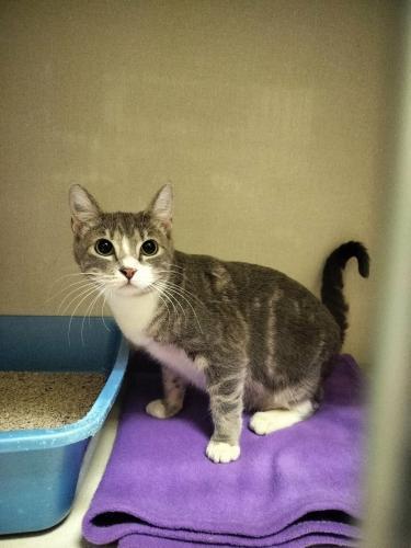 Edith, a Adoptable Tabby in Parlier, CA image 1/6