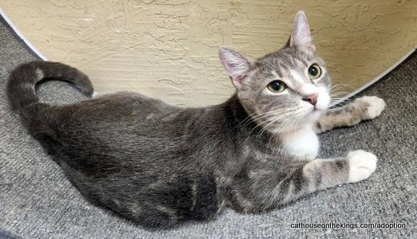 Edith, a Adoptable Tabby in Parlier, CA image 2/6