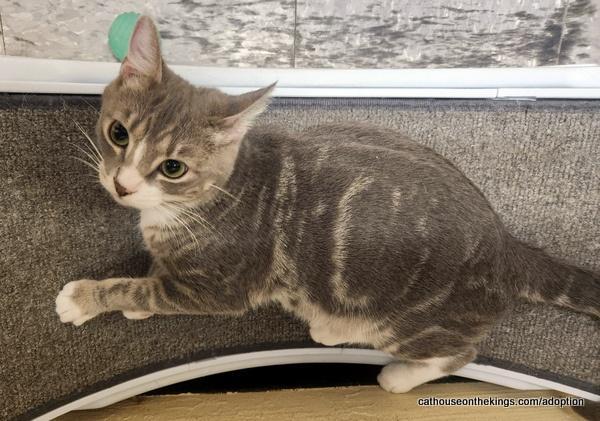 Edith, a Adoptable Tabby in Parlier, CA image 3/6