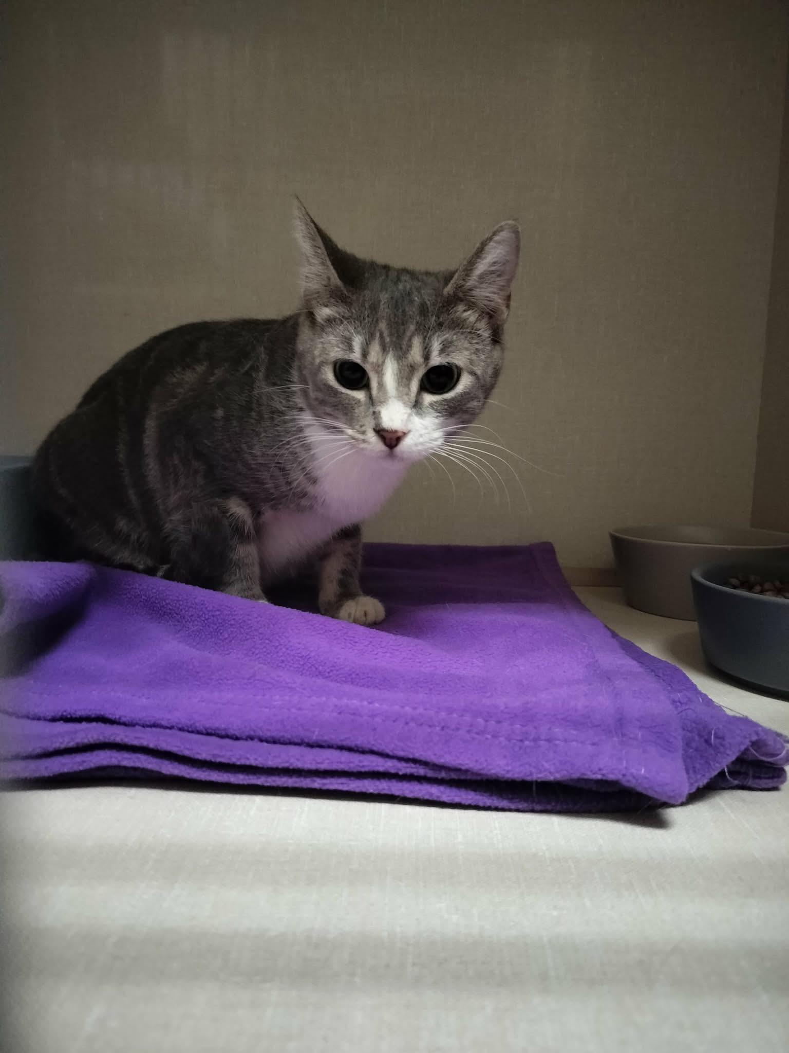 Edith, a Adoptable Tabby in Parlier, CA image 4/6