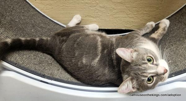 Edith, a Adoptable Tabby in Parlier, CA image 5/6