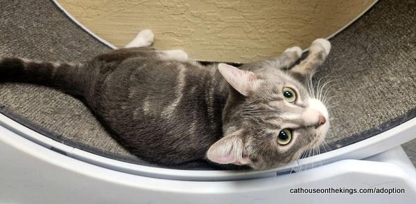Edith, a Adoptable Tabby in Parlier, CA image 6/6