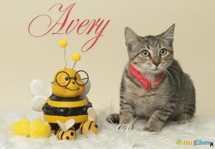 Enlarge Avery, a Adoptable Domestic Short Hair in Fairhope, AL image 1/1