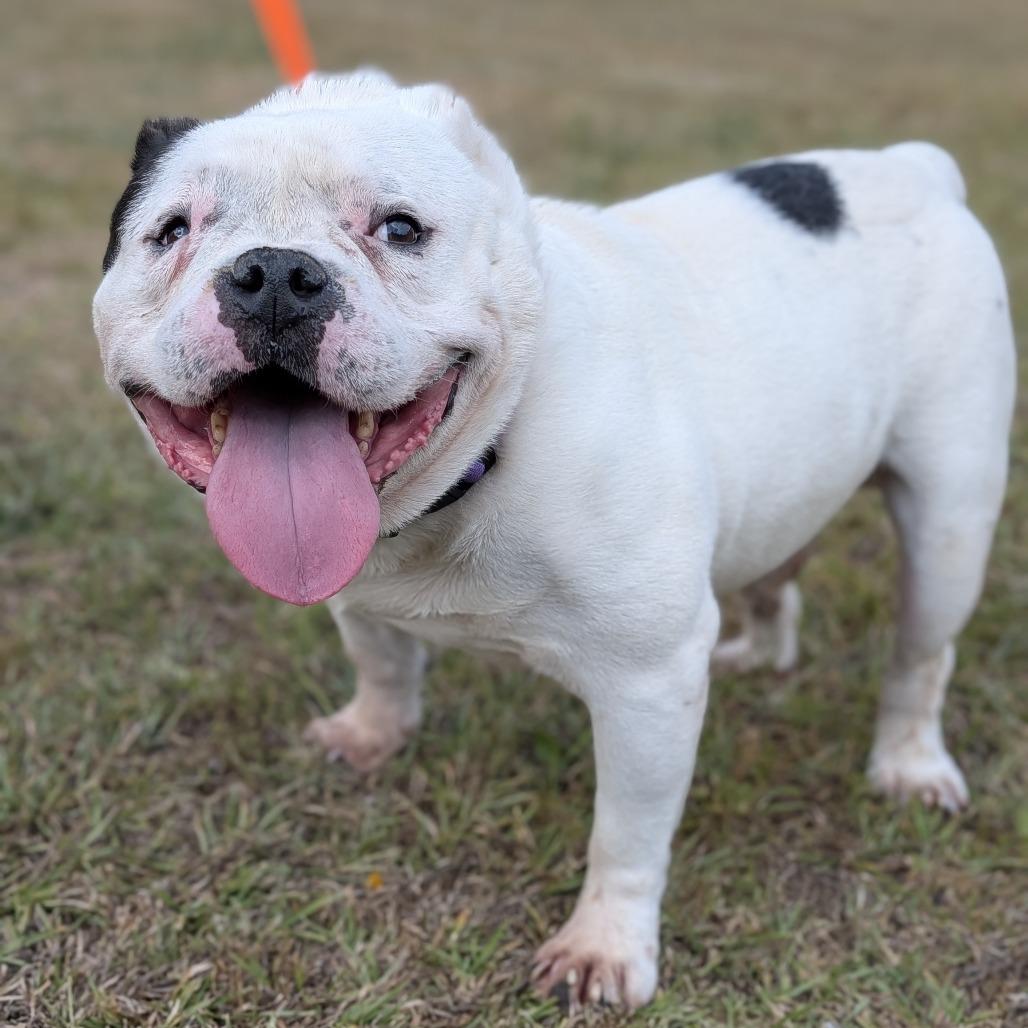 Baconator 04-2420, Adoptable, Adult Male English Bulldog & Mixed Breed.