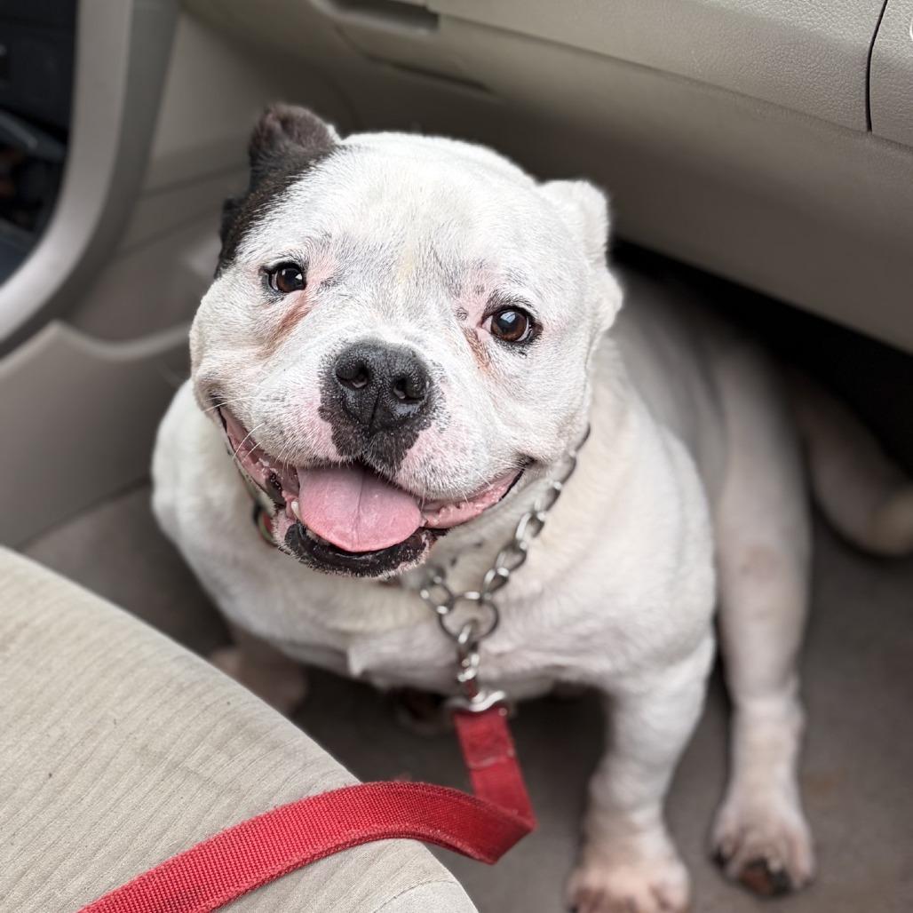 Enlarge Baconator 04-2420, a Adoptable mixed breed in Tyrone, GA image 2/6