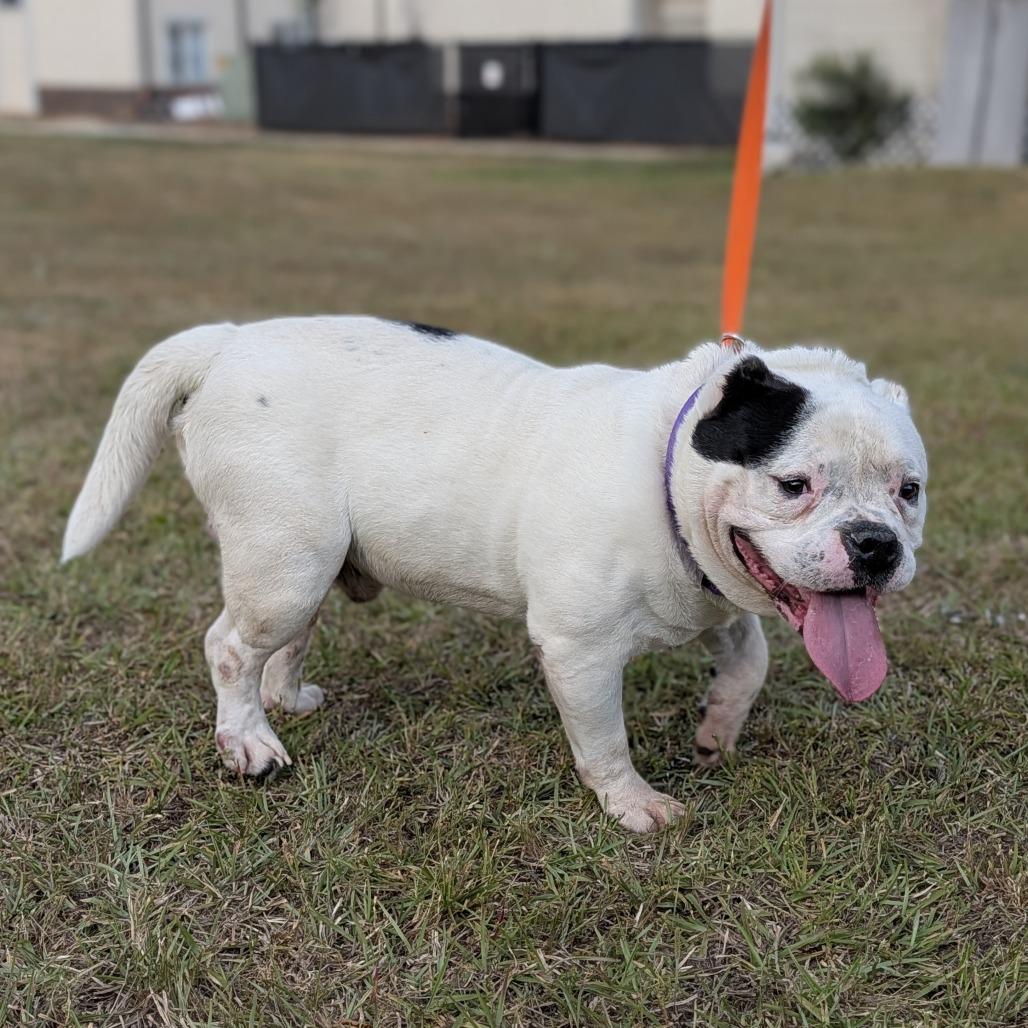 Enlarge Baconator 04-2420, a Adoptable mixed breed in Tyrone, GA image 3/6