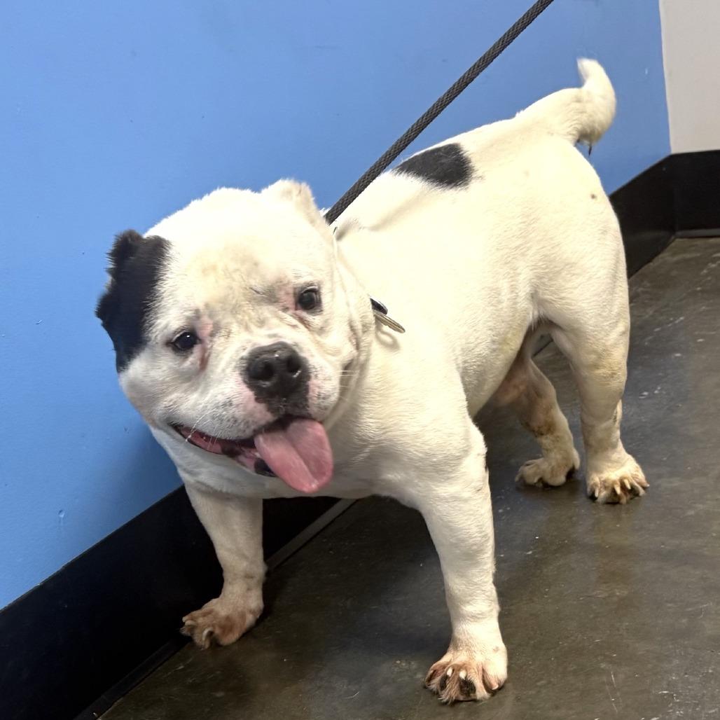 Enlarge Baconator 04-2420, a Adoptable mixed breed in Tyrone, GA image 4/6