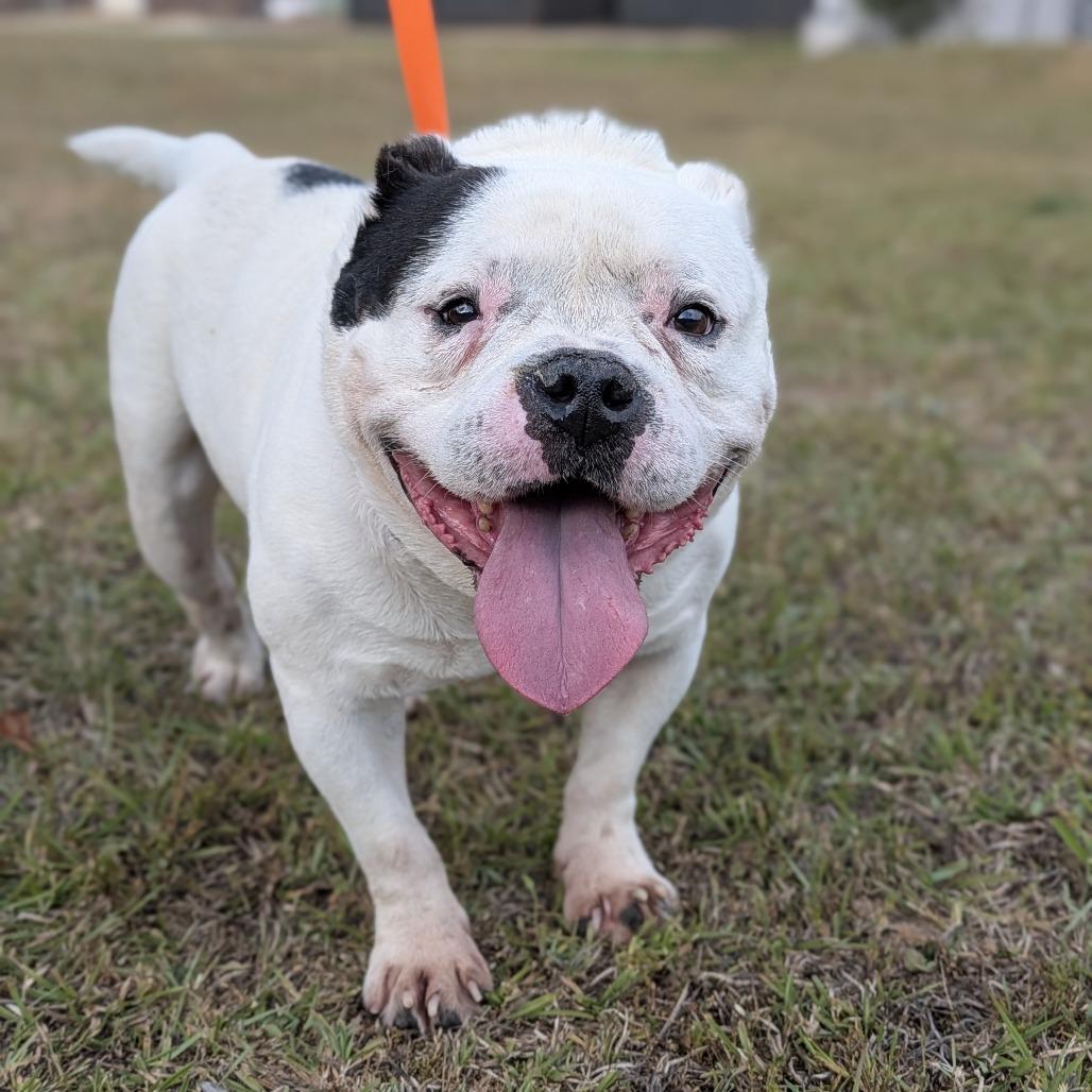 Enlarge Baconator 04-2420, a Adoptable mixed breed in Tyrone, GA image 5/6