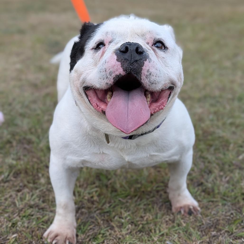 Enlarge Baconator 04-2420, a Adoptable mixed breed in Tyrone, GA image 6/6