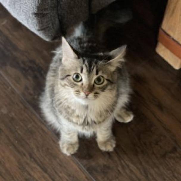 Pollyanna, Adoptable, Adult Female Domestic Short Hair.