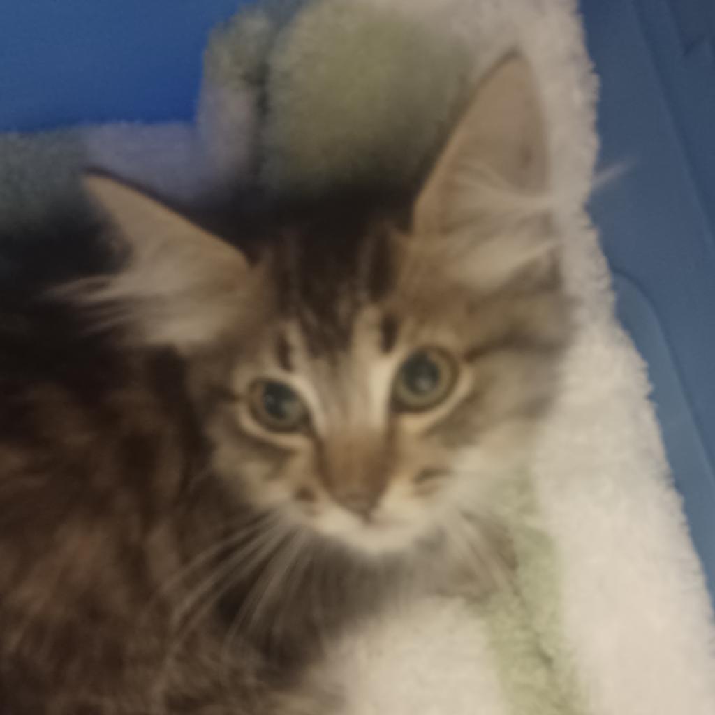 Enlarge Pollyanna, a Adoptable Domestic Short Hair in Hemet, CA image 2/4