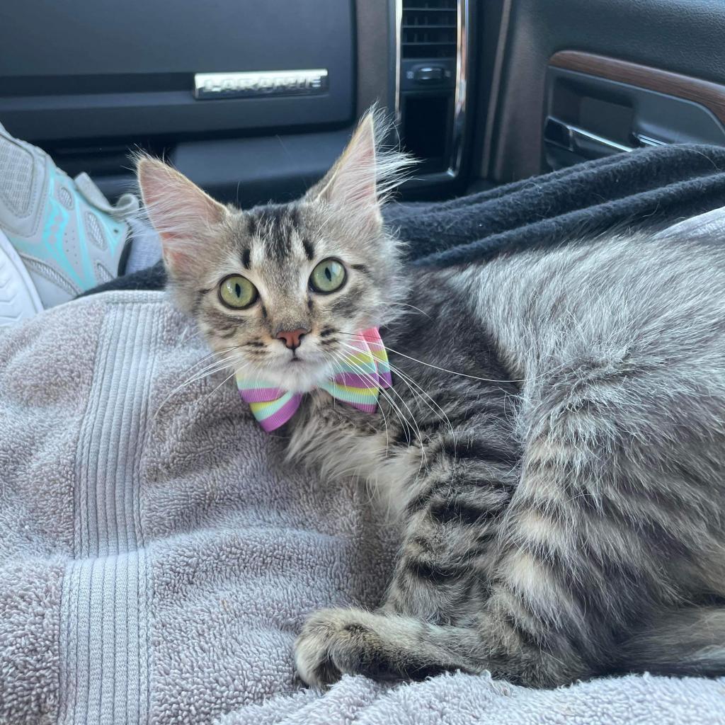 Enlarge Pollyanna, a Adoptable Domestic Short Hair in Hemet, CA image 3/4