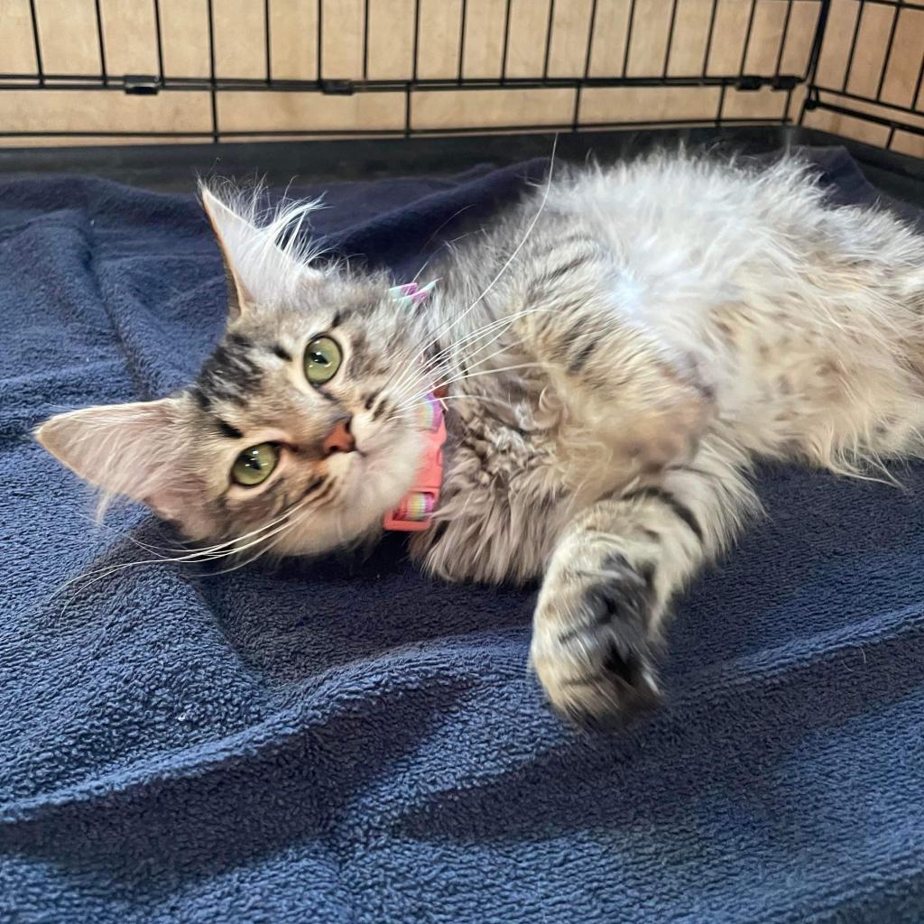 Enlarge Pollyanna, a Adoptable Domestic Short Hair in Hemet, CA image 4/4