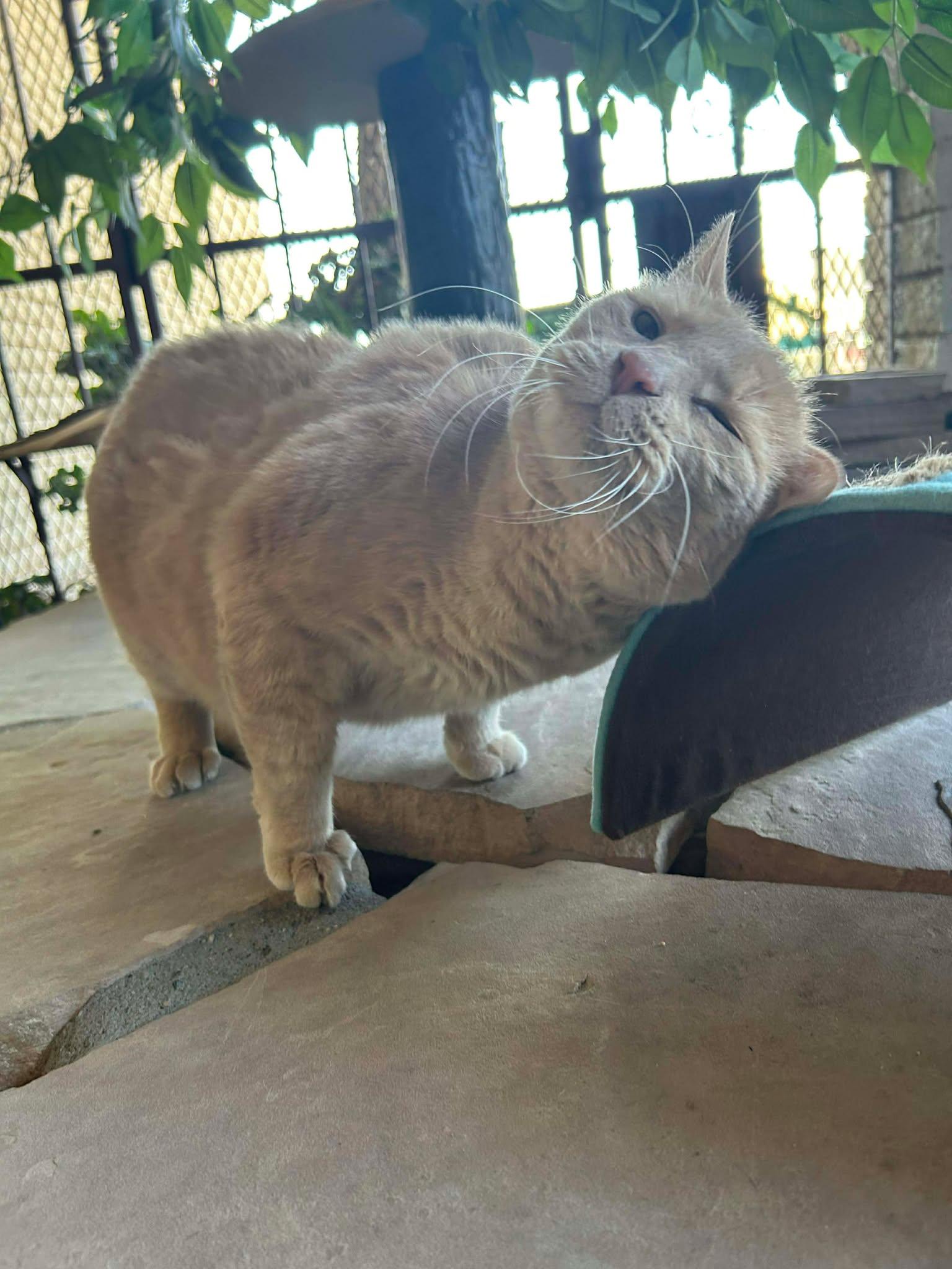 Enlarge Roar, a ADOPTABLE Domestic Medium Hair in Phoenix, AZ image 3/4