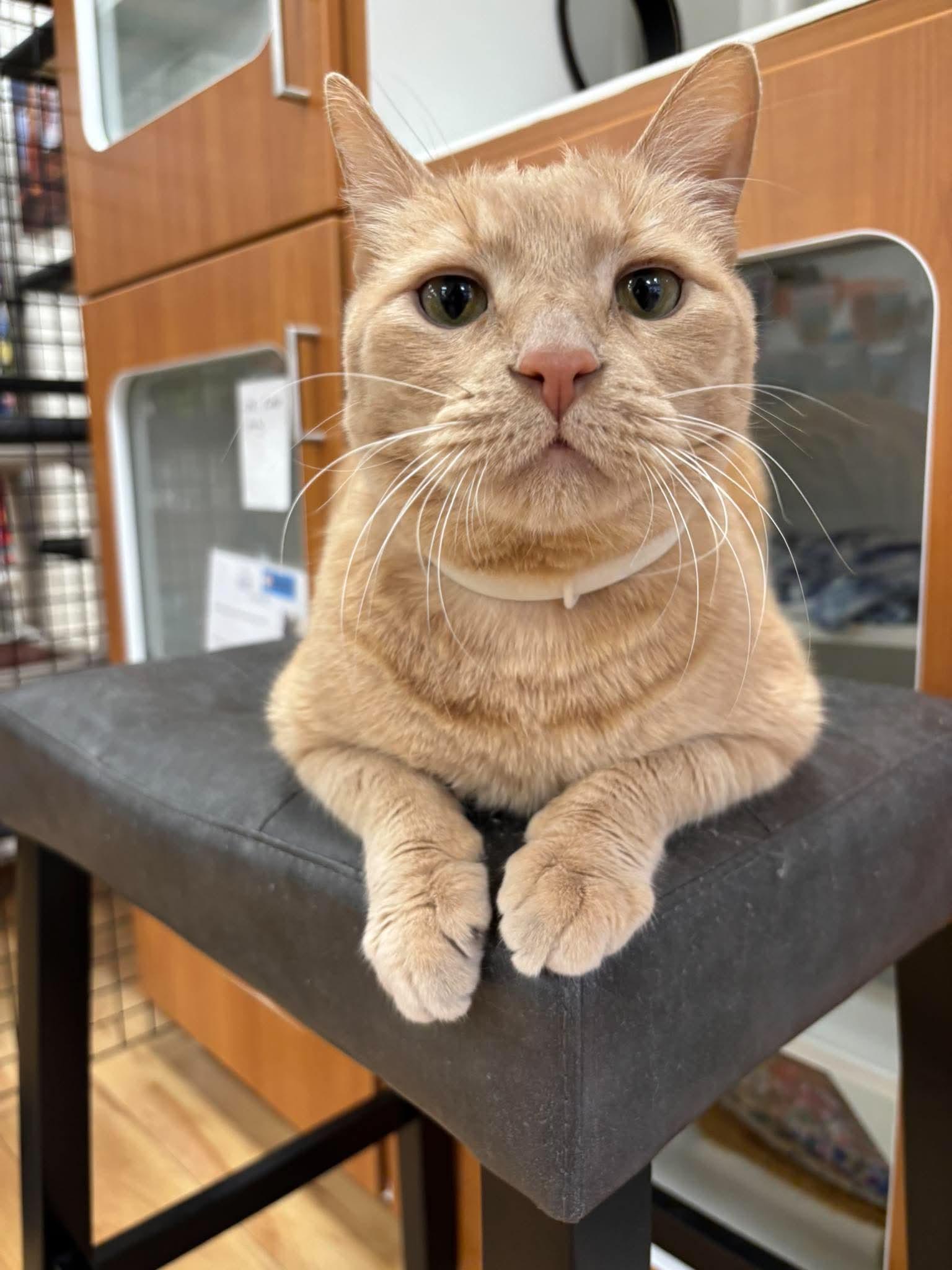Enlarge Roar, a ADOPTABLE Domestic Medium Hair in Marana, AZ image 6/6