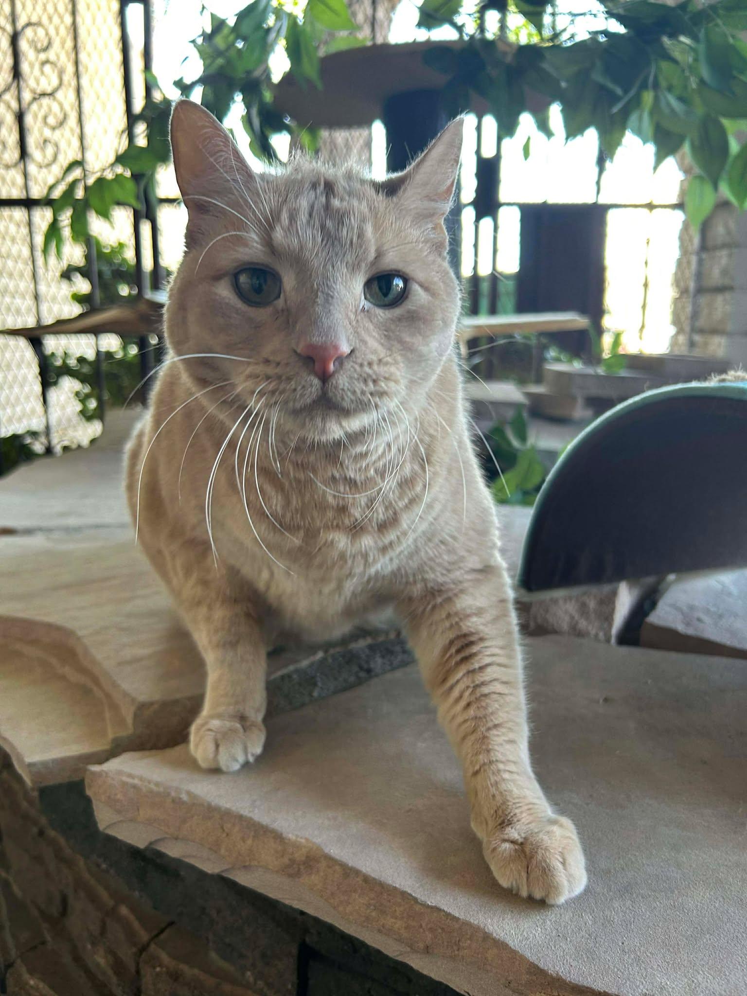 Enlarge Roar, a ADOPTABLE Domestic Medium Hair in Phoenix, AZ image 1/4