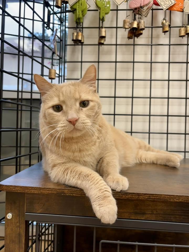 Roar, ADOPTABLE, Senior Male Domestic Medium Hair.