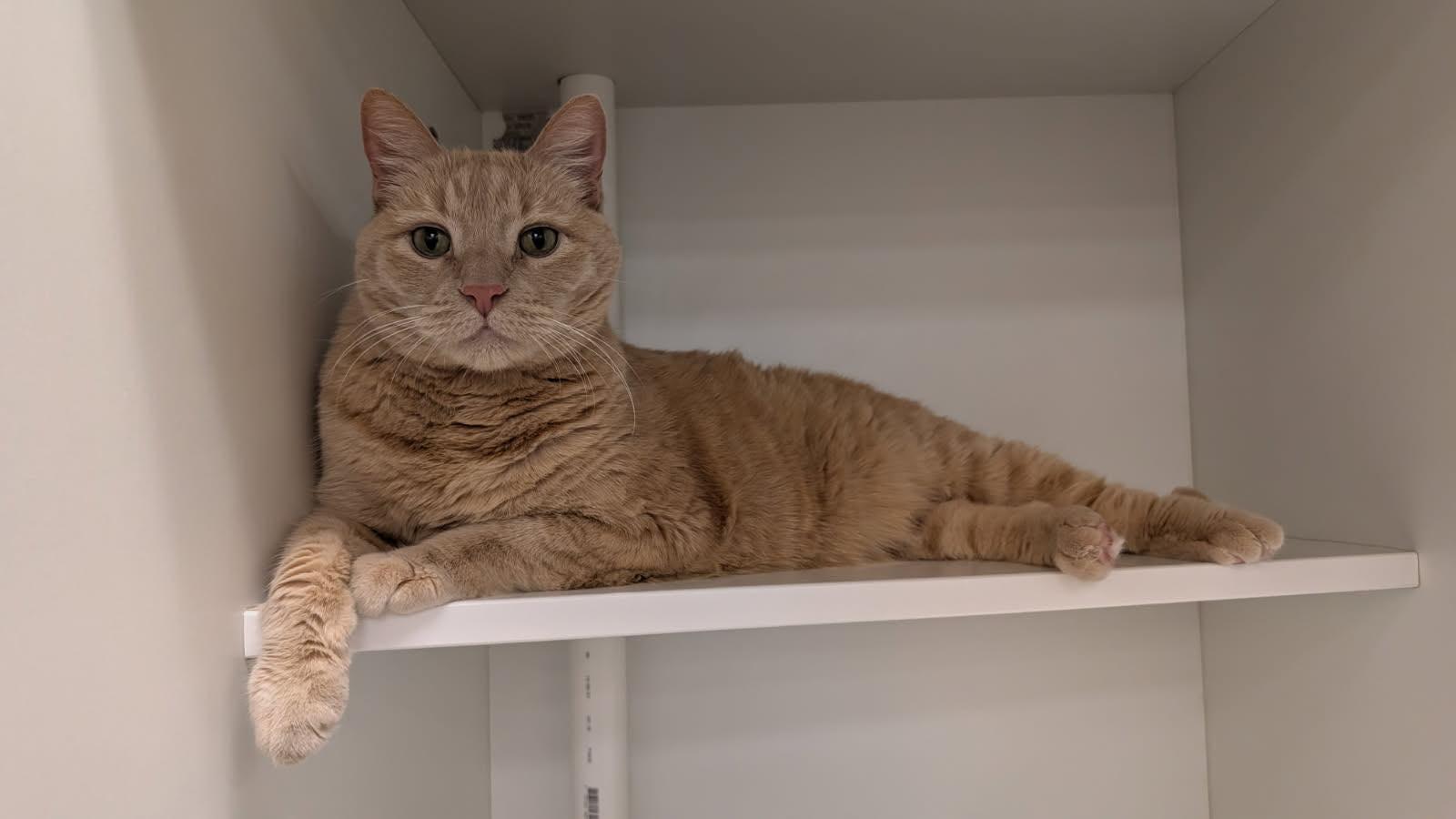 Roar, ADOPTABLE, Senior Male Domestic Medium Hair.