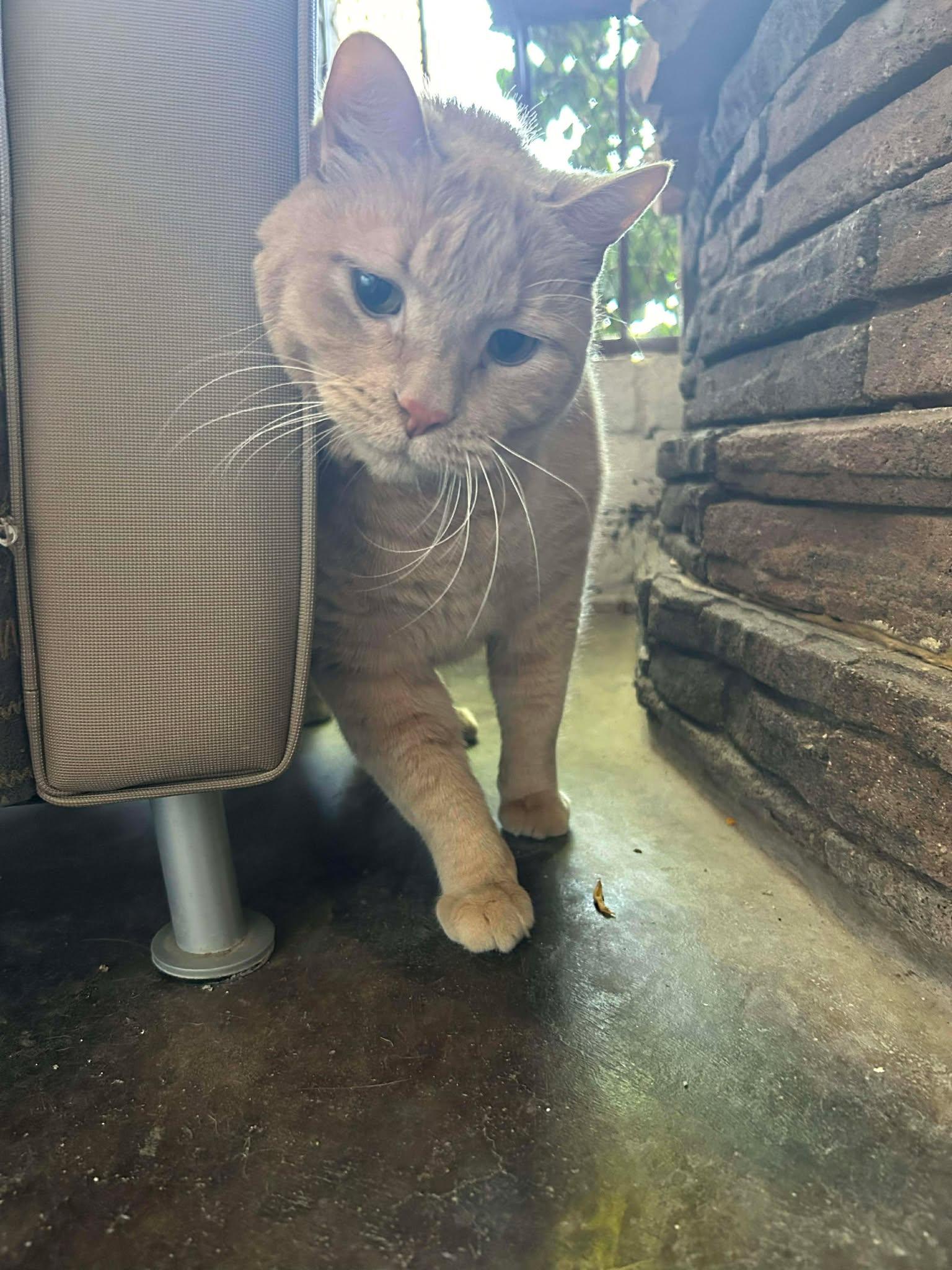 Enlarge Roar, a ADOPTABLE Domestic Medium Hair in Phoenix, AZ image 2/4