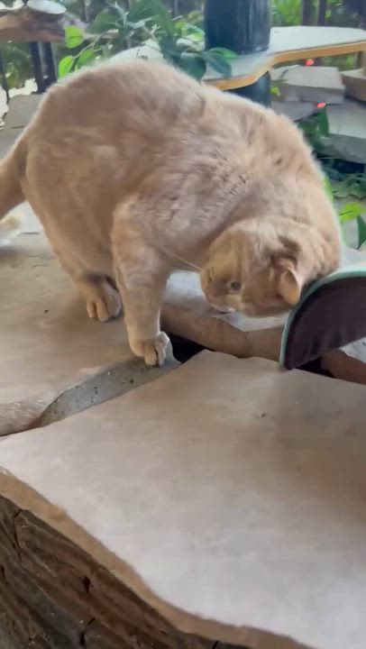 Enlarge Roar, a ADOPTABLE Domestic Medium Hair in Phoenix, AZ video 4/4