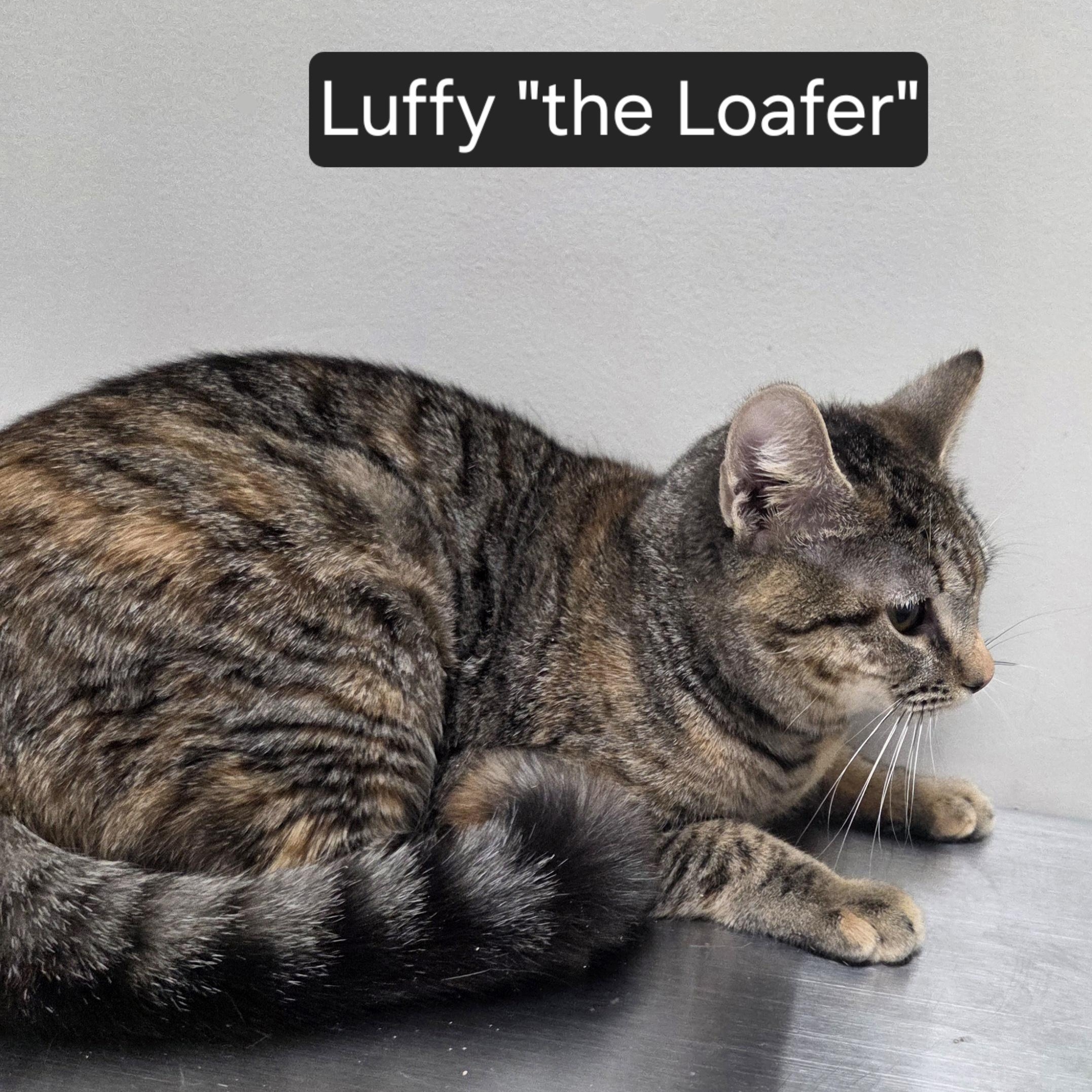 Luffy, a ADOPTABLE Domestic Short Hair in SNOW HILL, NC image 2/2