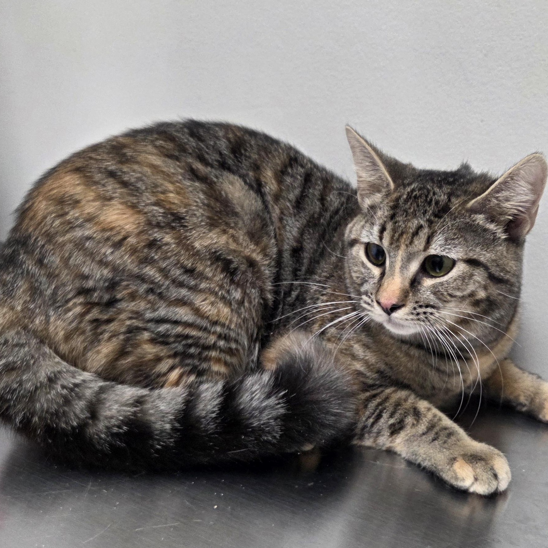 Luffy, ADOPTABLE, Young Female Domestic Short Hair.