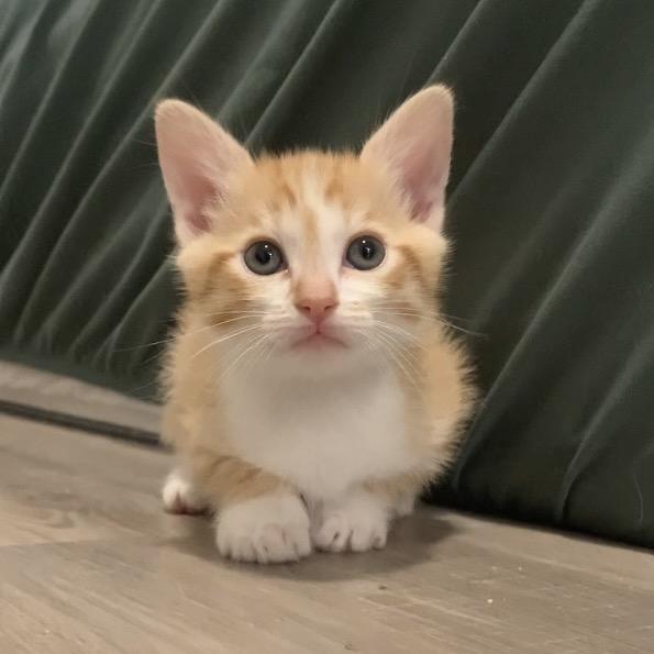Wilburt 12, Adoptable, Kitten Male Domestic Short Hair.