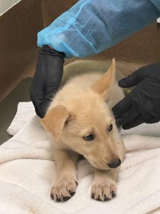 Dana, Adoptable, Puppy Female Mixed Breed & Mixed Breed.