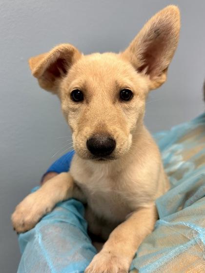 Enlarge Dana, a Adoptable mixed breed in Wichita, KS image 2/2