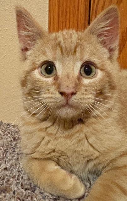 Enlarge Cheddar, a Adoptable Domestic Short Hair in Great Falls, MT image 1/1