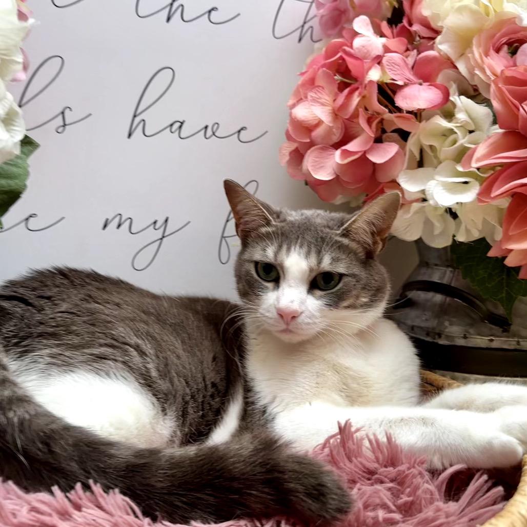 Lucy, Adoptable, Adult Female Domestic Short Hair.