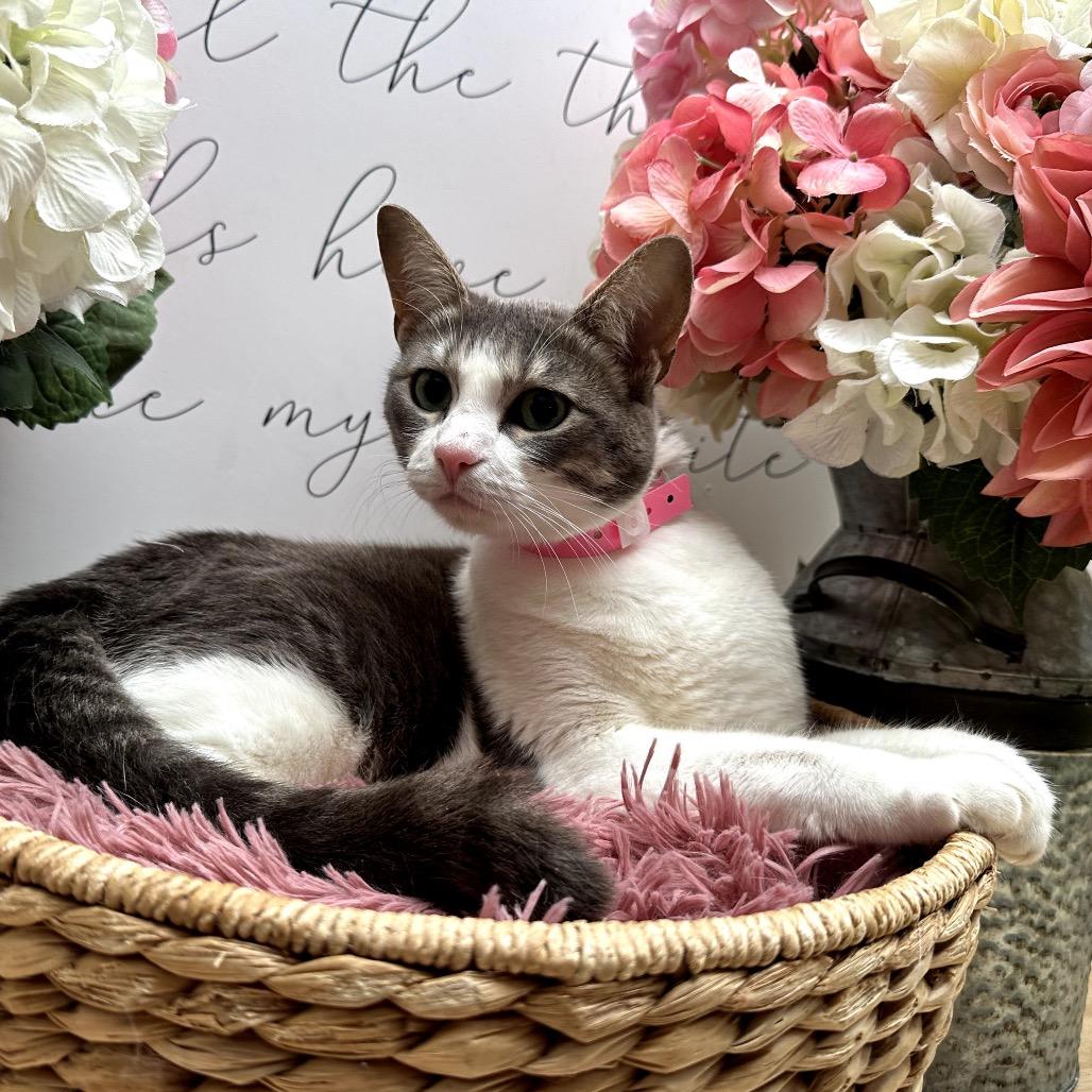 Lucy, a Adoptable mixed breed in Newberg, OR image 2/2