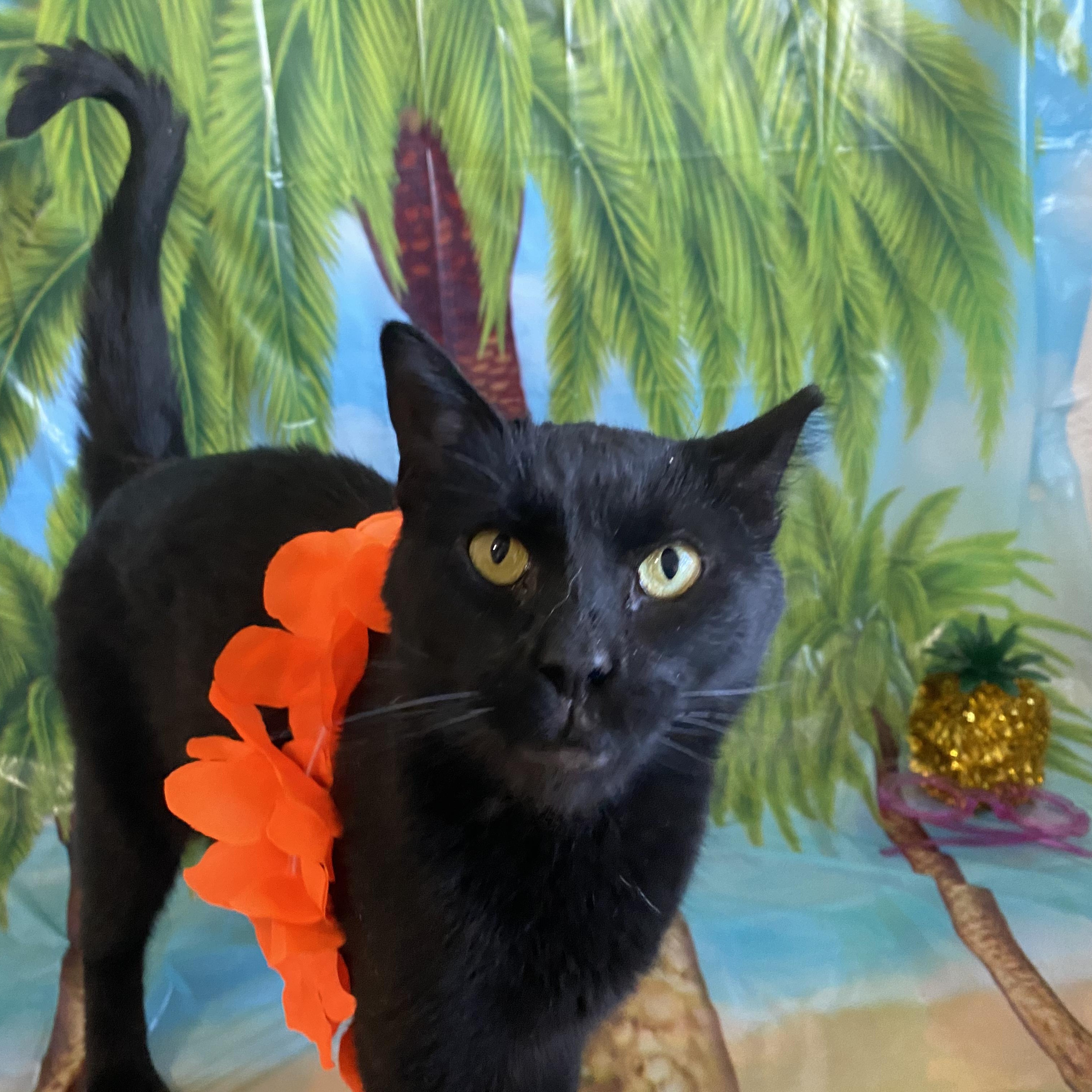Spookie, Adopted, Adult Female Domestic Short Hair.