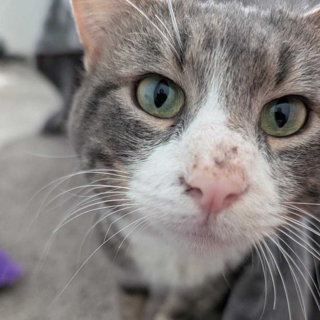 Enlarge Conell, a Adoptable Domestic Short Hair in Tacoma, WA image 1/1