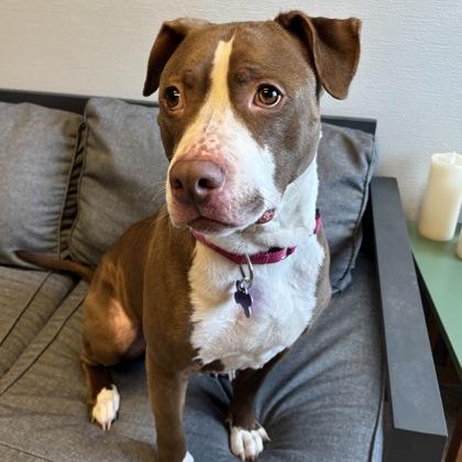 Enlarge Maggie , a ADOPTABLE Mixed Breed in Lansing, MI image 3/3