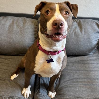 Enlarge Maggie , a ADOPTABLE Mixed Breed in Lansing, MI image 2/3