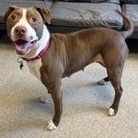 Enlarge Maggie , a ADOPTABLE Mixed Breed in Lansing, MI image 1/3