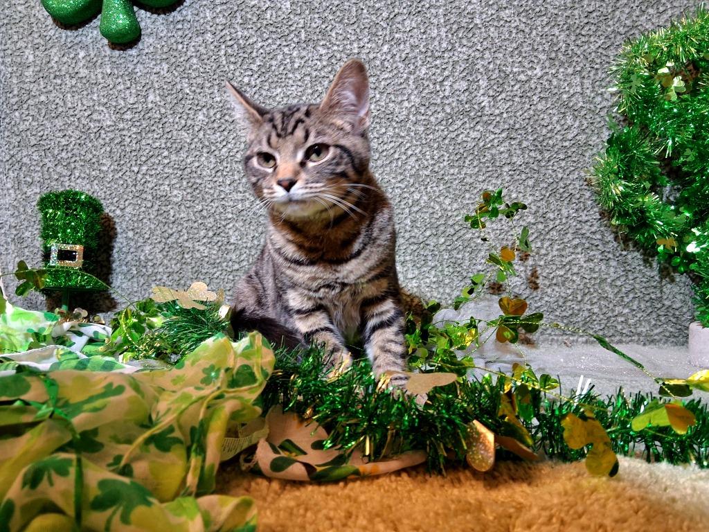 KESTREL, Adopted, Young Male Domestic Short Hair.