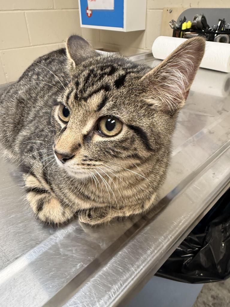 Enlarge KESTREL, a Adopted mixed breed in Wintersville, OH image 2/5