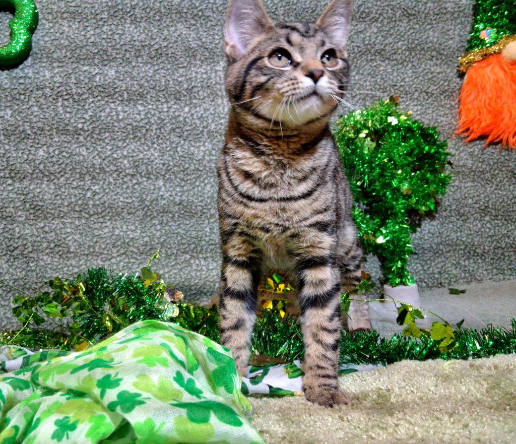 Enlarge KESTREL, a Adopted mixed breed in Wintersville, OH image 5/5