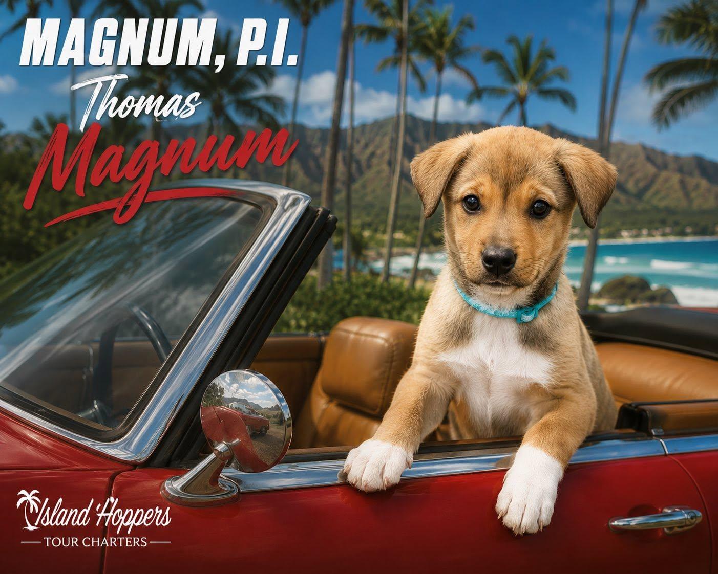 Thomas Magnum, a ADOPTABLE mixed breed in Winchester, KY image 1/4