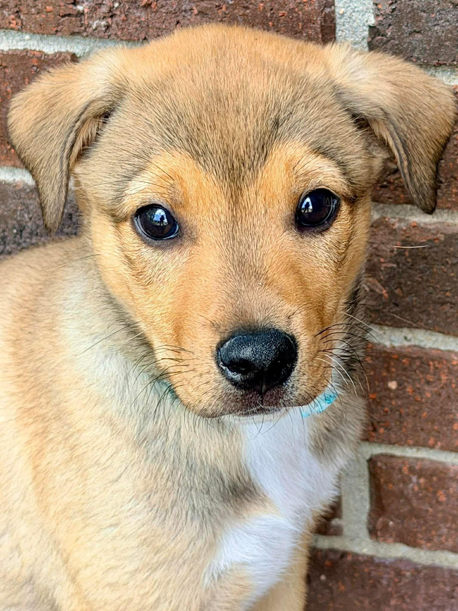 Thomas Magnum, a ADOPTABLE mixed breed in Winchester, KY image 2/4