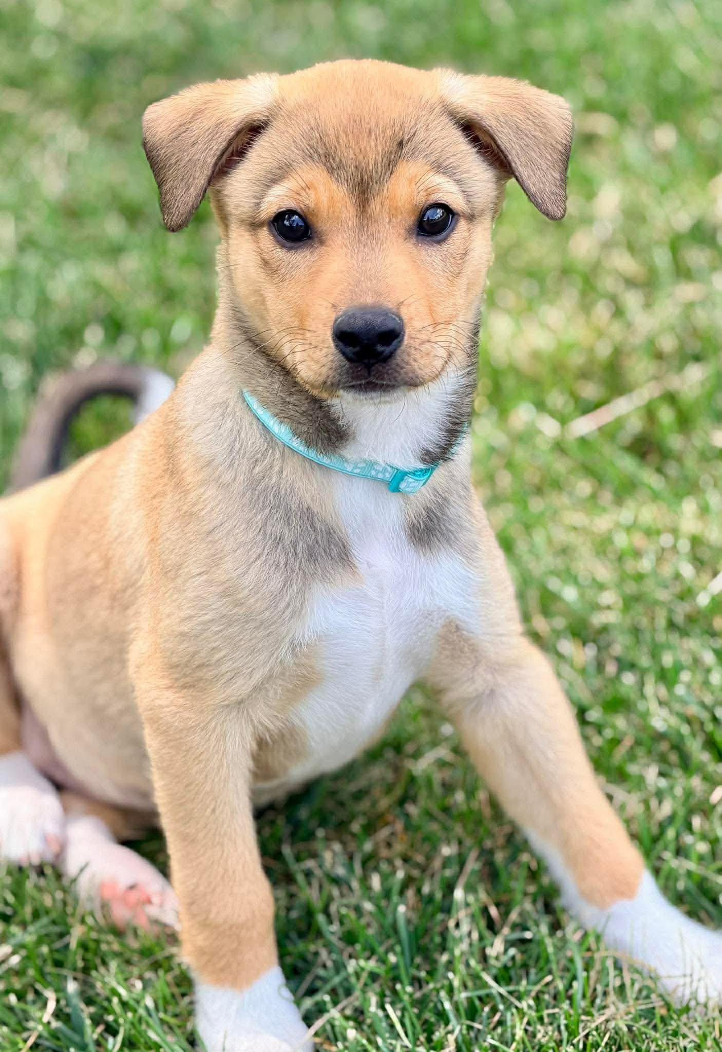 Thomas Magnum, a ADOPTABLE mixed breed in Winchester, KY image 4/4